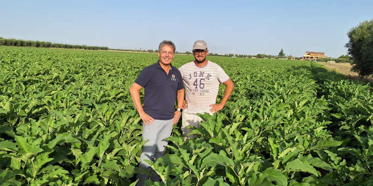 La coltivazione della melanzana è una sfida, ecco come la affronta Croptimum di CHV